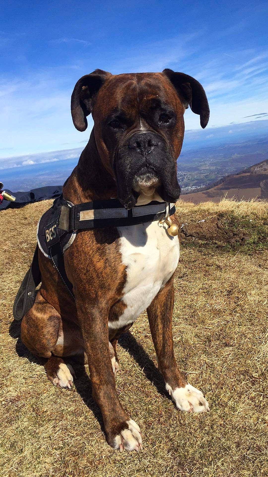 Looping participe au concours pour gagner de l'argent avec cette photo : boxer, canidae, carnivore, cloud, collar, companion_dog, dog, dog_breed, dog_collar, fawn, guard_dog, landscape, liver, molosser, pet_supply, sky, snout, sporting_group, working_animal, working_dog