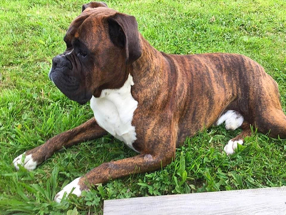 Looping participe au concours pour gagner de l'argent avec cette photo : boxer, canidae, carnivore, collar, companion_dog, dog, dog_breed, dog_collar, fawn, grass, liver, molosser, plant, snout, sporting_group, tail, terrestrial_animal, working_animal, working_dog, wrinkle