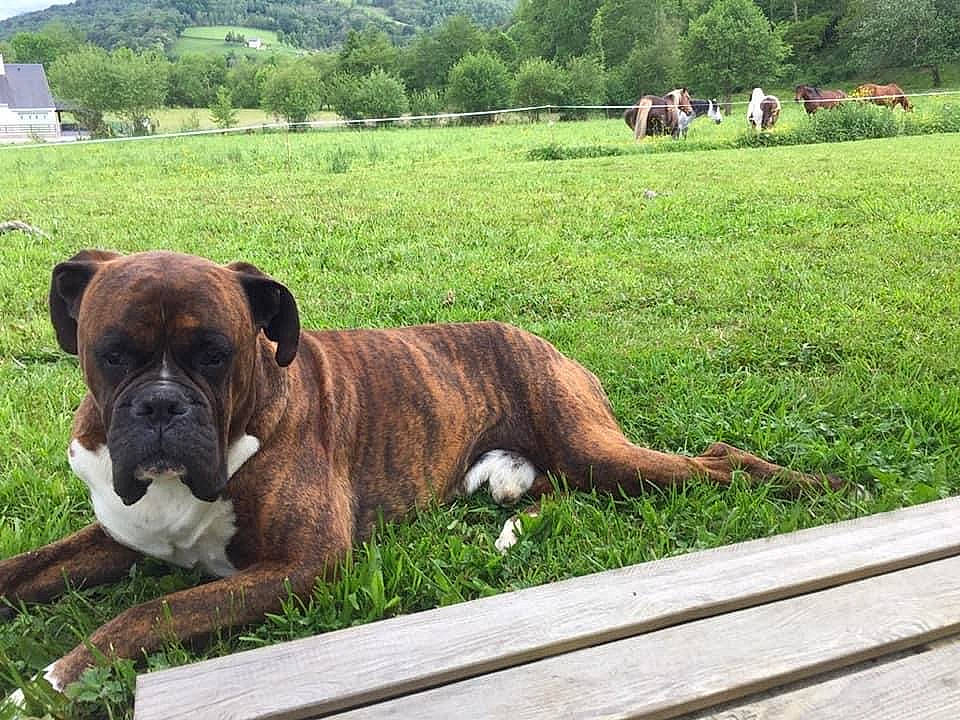 Looping participe au concours pour gagner de l'argent avec cette photo : boxer, canidae, carnivore, collar, companion_dog, dog, dog_breed, dog_collar, fawn, grass, grassland, landscape, liver, plant, snout, sporting_group, tree, working_animal, working_dog, wrinkle