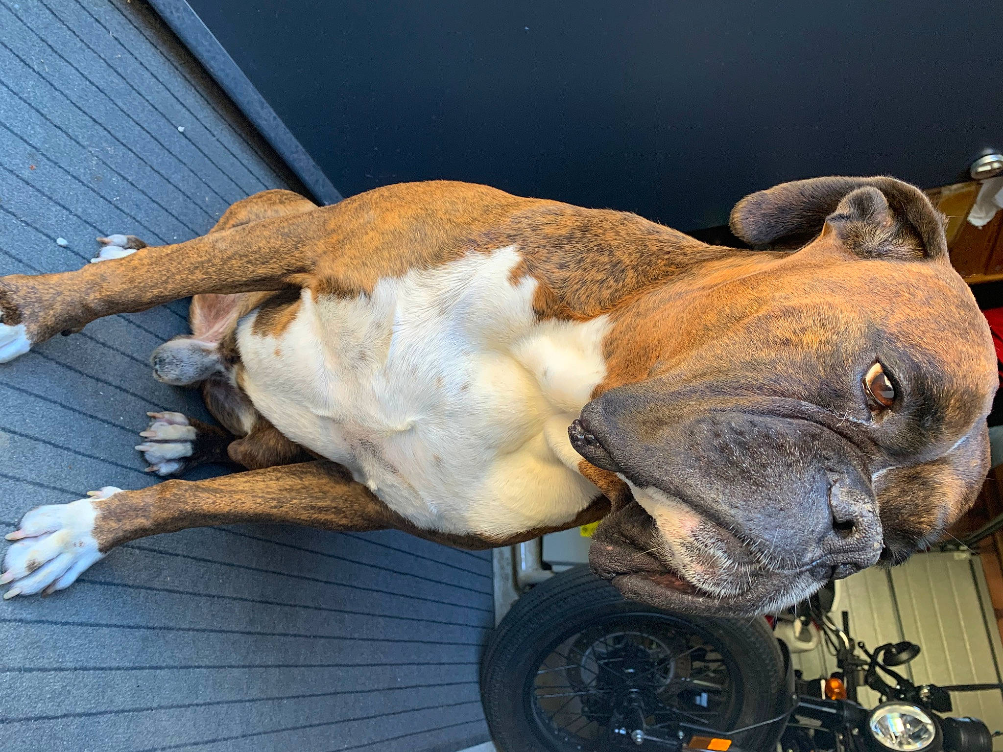 Looping participe au concours pour gagner de l'argent avec cette photo : automotive_lighting, canidae, carnivore, collar, companion_dog, dog, dog_breed, dog_collar, fawn, fur, snout, sporting_group, terrestrial_animal, tire, vehicle_door, wheel, whiskers, windshield, working_animal, wrinkle