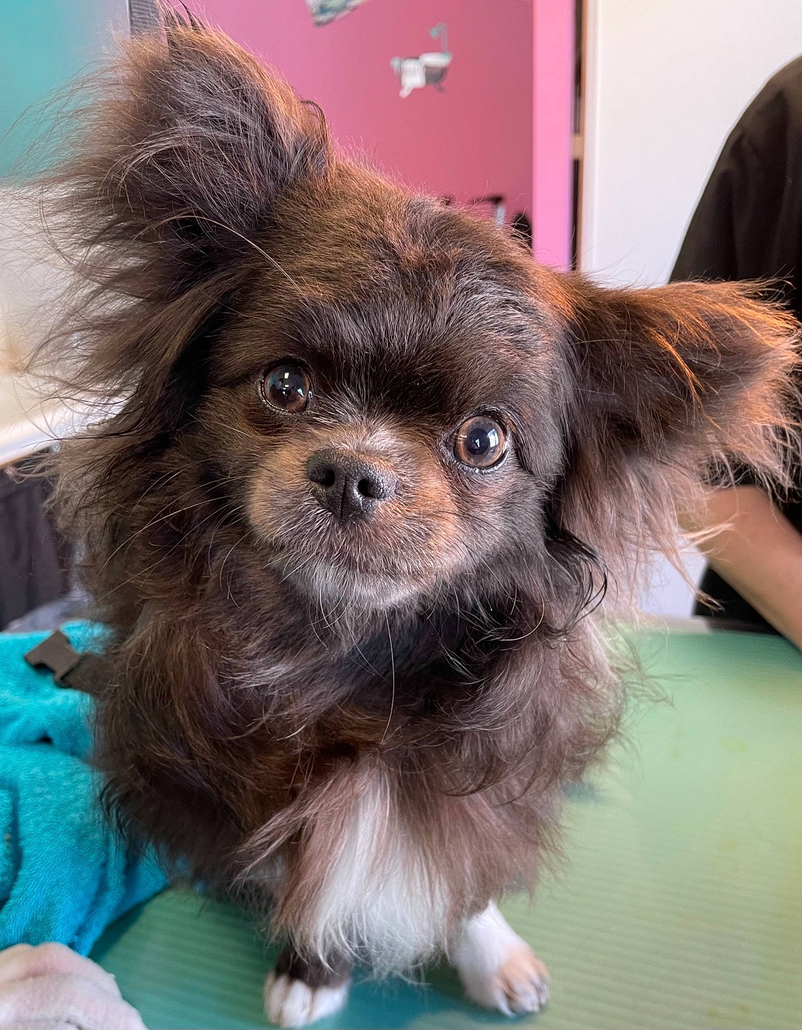 Paco a rejoint le concours — aidez-le/la à gagner de superbes lots ! canidae, carnivore, companion_dog, corgi_chihuahua, dog, dog_breed, dog_supply, fawn, fur, liver, pet_supply, puppy, small_terrier, snout, spaniel, sporting_group, terrestrial_animal, toy_dog, whiskers, working_animal