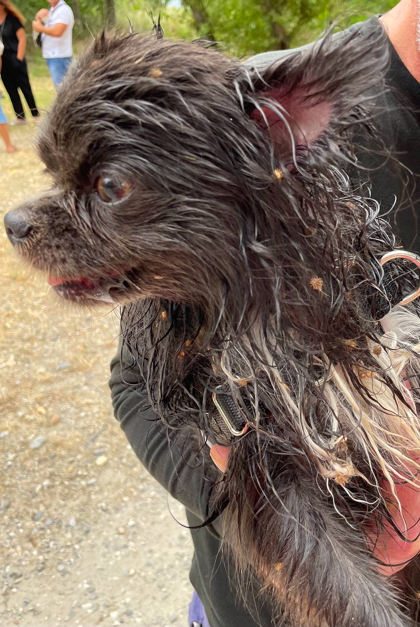 Paco a rejoint le concours — aidez-le/la à gagner de superbes lots ! canidae, carnivore, collar, companion_dog, dog, dog_breed, dog_collar, fur, giant_dog_breed, leash, liver, non_sporting_group, sapsali, small_terrier, snout, sporting_group, terrier, toy_dog, working_animal, working_dog