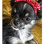 dog, puppy, bandana, red_bandana, small_dog, fluffy, cute, pet, animal, portrait, closeup, fur, black_and_white, resting, indoors, blanket, yellow_background, adorable, looking_away, young