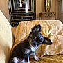 puppy, dog, small_dog, couch, indoors, furniture, decor, vase, cabinet, curious, cute, pet, head_tilt, black_and_tan, ears, cozy, yellow, texture, animal, sitting