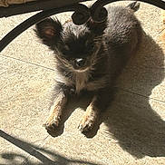 Myla participe au concours pour gagner de l'argent avec cette photo : animal, black_and_tan, cute, dog, ears, floor, fluffy, fur, indoors, legs, nose, pet, puppy, resting, shadow, small_dog, sunlight, sunny, tile, whiskers