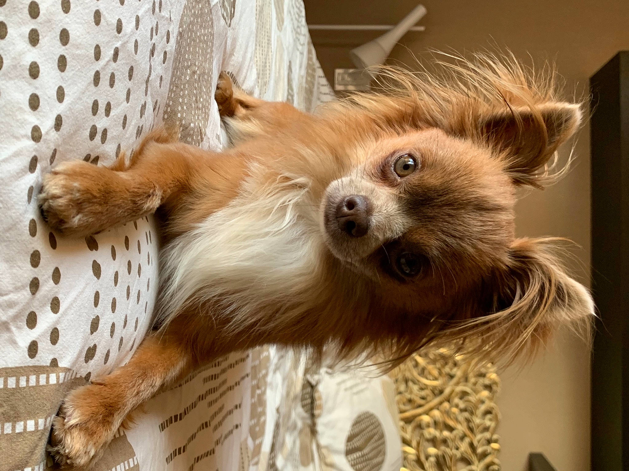 Rio participe au concours pour gagner de l'argent avec cette photo : canidae, carnivore, claw, companion_dog, dog, dog_breed, dog_supply, ear, eye, eyelash, fur, liver, procyonidae, sporting_group, tail, terrestrial_animal, toy_dog, whiskers, wood, working_animal