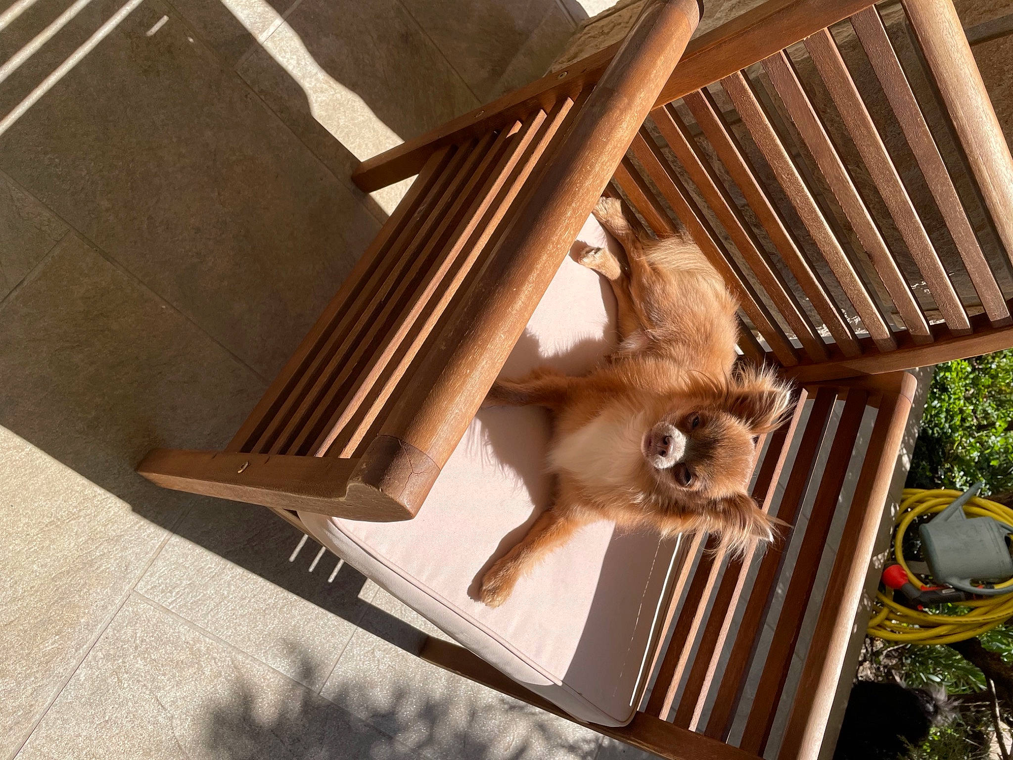 Rio participe au concours pour gagner de l'argent avec cette photo : baluster, beam, ceiling, daylighting, fawn, handrail, hardwood, hat, lumber, metal, outdoor_furniture, pet_supply, plywood, porch, roof, room, shade, wildlife, wood, wood_stain