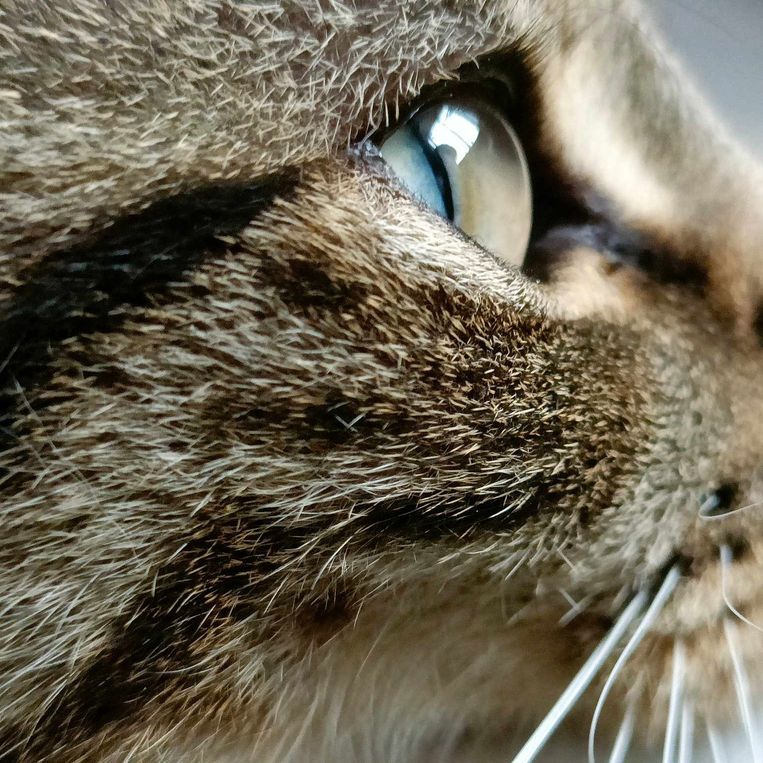 Phoebe