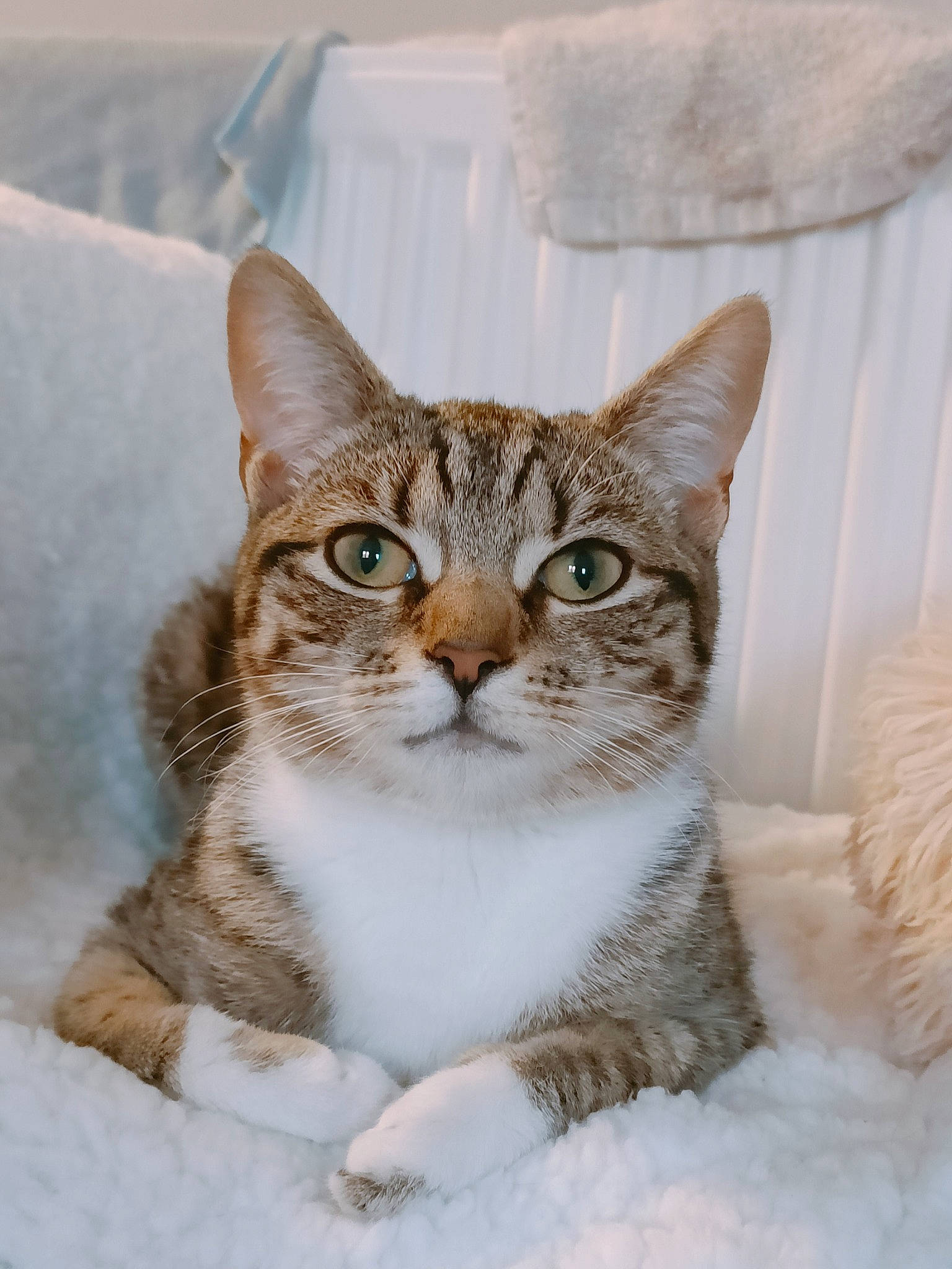 Phoebe is registered to the contest to win money with this photo: art, carnivore, cat, domestic_short_haired_cat, door, eye, fawn, felidae, fur, head, paint, small_to_medium_sized_cats, snout, snow, terrestrial_animal, tree, whiskers, wildlife, window, winter