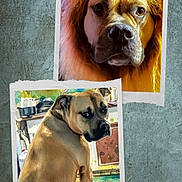 Freya joined the competition — help win amazing prizes! dog, portrait, costume, mane, indoor, animal, pet, brown, fur, face, expression, looking_back, closeup, photo_collage, colorful, background, furniture, curious, serious, sitting