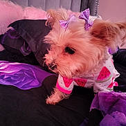 Sweettart is registered to the contest to win money with this photo: dog, small_dog, pet, bed, bedding, purple, black, pink, bow, outfit, watermelon_pattern, fur, cute, indoor, resting, canine, animal, cozy, fabric, sleeping_area