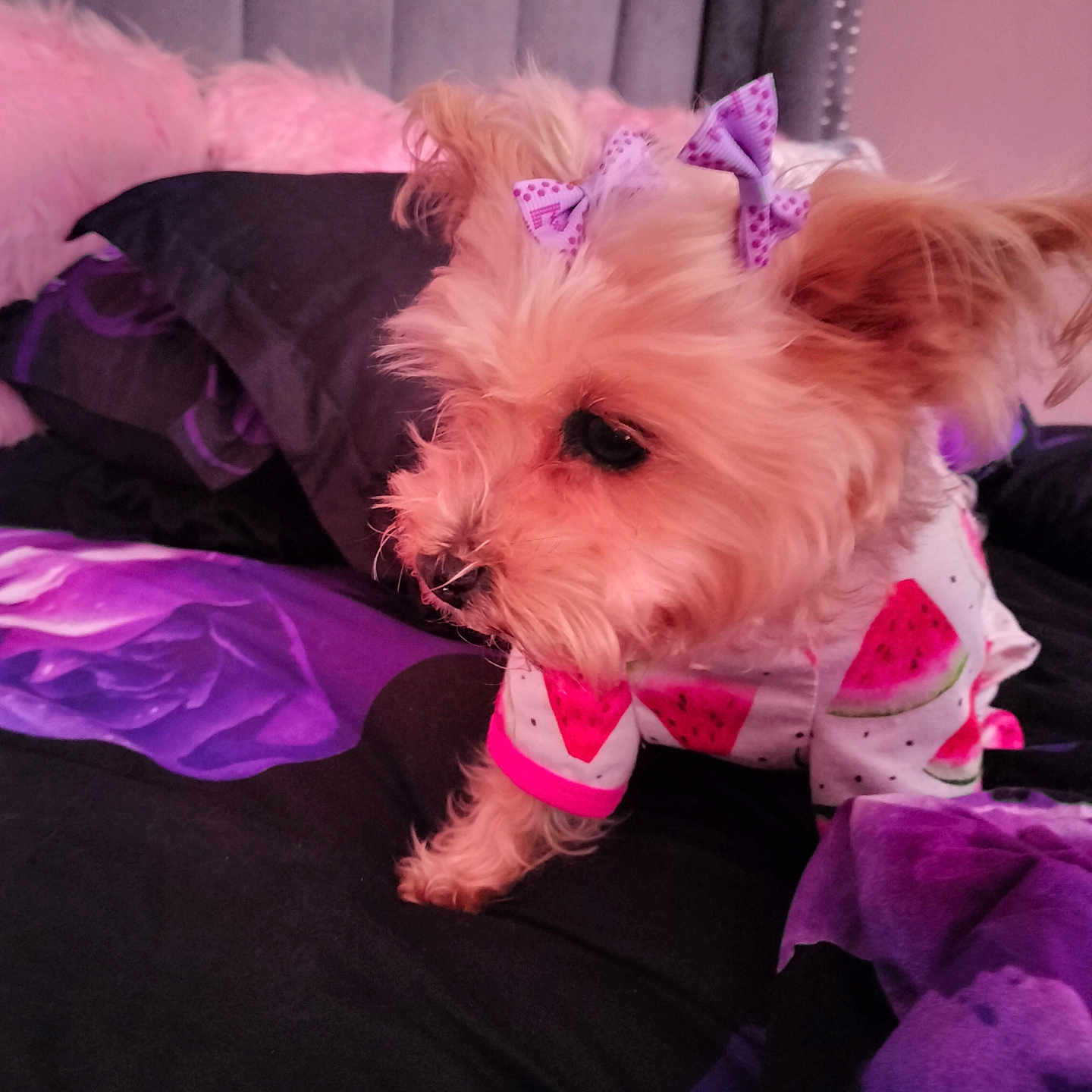 Sweettart is registered to the contest to win money with this photo: animal, bed, bedding, black, bow, canine, cozy, cute, dog, fabric, fur, indoor, outfit, pet, pink, purple, resting, sleeping_area, small_dog, watermelon_pattern