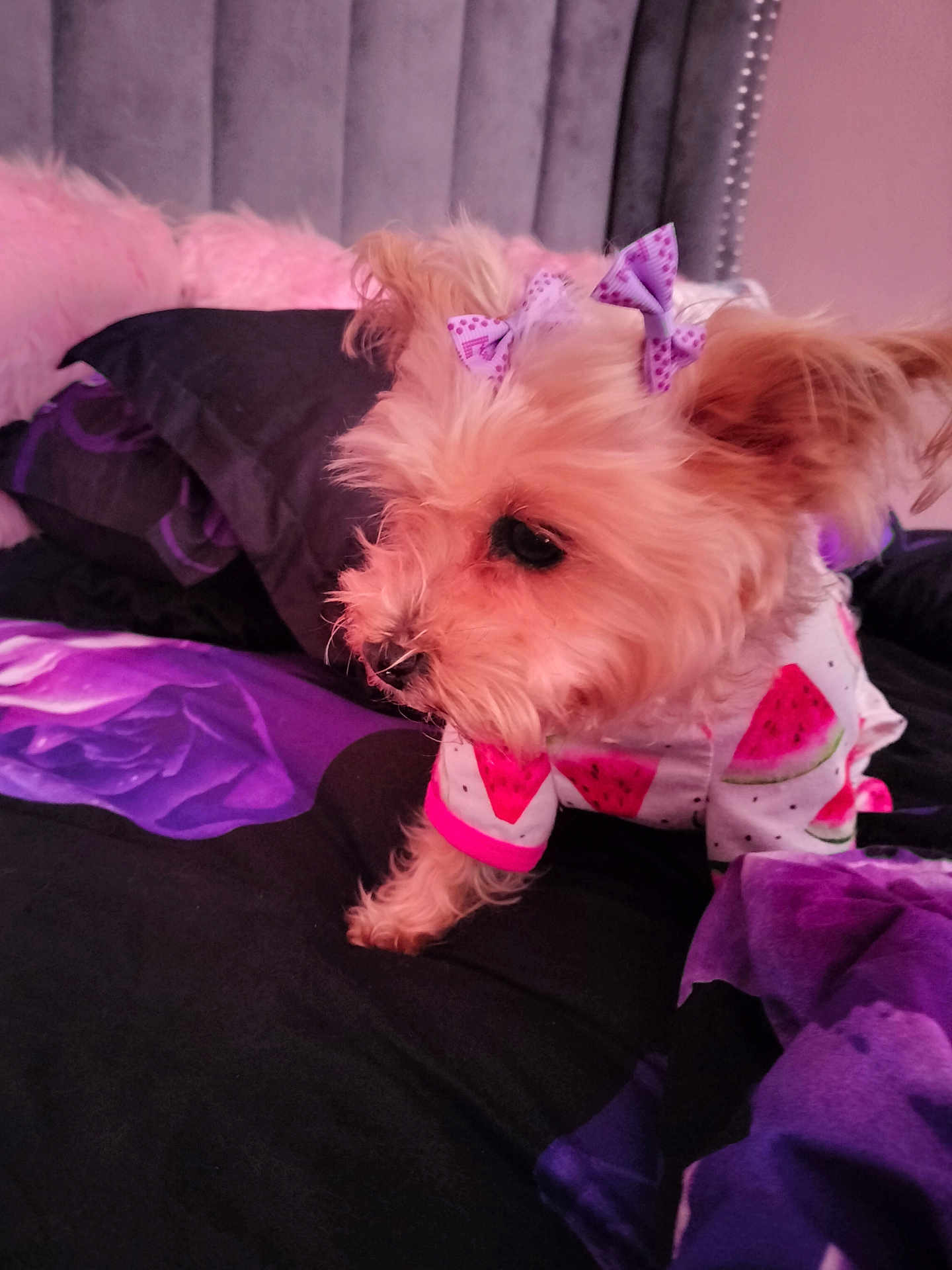 Sweettart is registered to the contest to win money with this photo: dog, small_dog, pet, bed, bedding, purple, black, pink, bow, outfit, watermelon_pattern, fur, cute, indoor, resting, canine, animal, cozy, fabric, sleeping_area