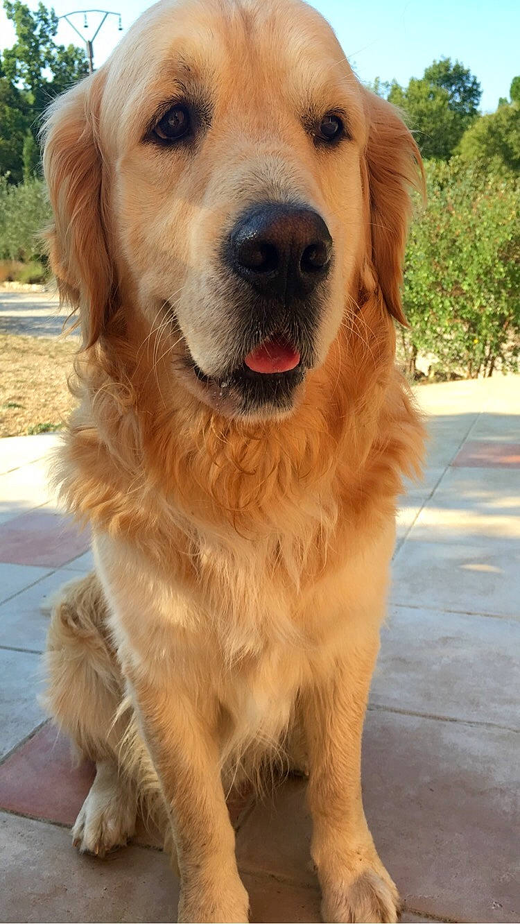 Andy a rejoint le concours — aidez-le/la à gagner de superbes lots ! ancient_dog_breeds, canidae, carnivore, companion_dog, dog, dog_breed, fawn, golden_retriever, labrador_retriever, mammal, rare_breed_dog, retriever, small_greek_domestic_dog, snout, sporting_group, styrian_coarse_haired_hound, vertebrate