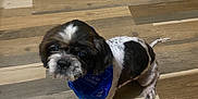 Buddy is registered to the contest to win money with this photo: animal, bandana, black_and_white, blue_bandana, canine, companion_animal, curious, cute, dog, domestic_animal, flooring, fur, house_pet, indoor, looking_up, mammal, pet, sitting, small_dog, wooden_floor