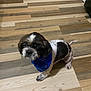 animal, bandana, black_and_white, blue_bandana, canine, companion_animal, curious, cute, dog, domestic_animal, flooring, fur, house_pet, indoor, looking_up, mammal, pet, sitting, small_dog, wooden_floor