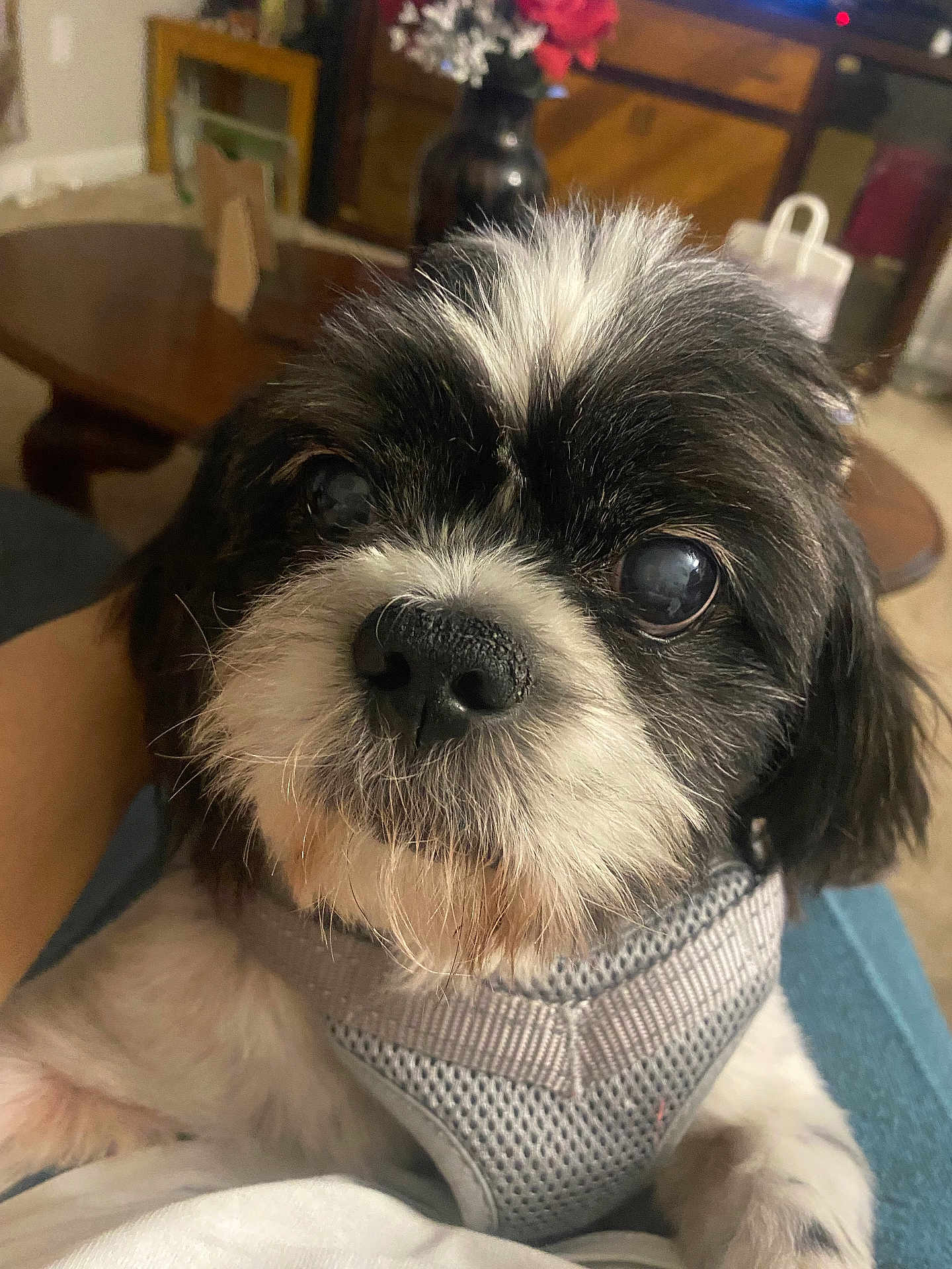 Buddy