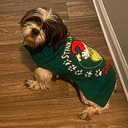 Buddy joined the competition — help win amazing prizes! animal, christmas, companion, curious, cute, dog, domestic_animal, festive, fluffy, fur, green_sweater, grinch, holiday_clothing, indoor, looking_up, mammal, pet, small_dog, sweater, wooden_floor