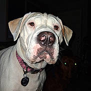 Haven joined the competition — help win amazing prizes! dog, white_dog, pet, collar, tag, close_up, indoor, brown_dog, glowing_eyes, dark_background, animal, mammal, canine, portrait, face, ears, nose, whiskers, curious, serious_expression