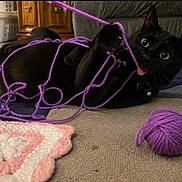 Jinx is registered to the contest to win money with this photo: black_cat, cat, yarn, purple_yarn, ball_of_yarn, crocheted_square, pink_and_white, carpet, playful, pet, indoor, wide_eyes, tangled, cute, feline, animal, domestic_cat, toy, floor, curious