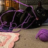 black_cat, cat, yarn, purple_yarn, ball_of_yarn, crocheted_square, pink_and_white, carpet, playful, pet, indoor, wide_eyes, tangled, cute, feline, animal, domestic_cat, toy, floor, curious