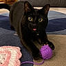 Jinx is registered to the contest to win money with this photo: black_cat, cat, pet, animal, yarn, purple_yarn, playful, carpet, indoor, cute, tongue_out, curious, domestic_cat, feline, toy, home, cozy, floor, knitting, close_up