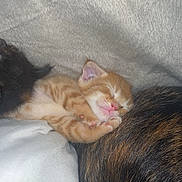 Roucky participe au concours pour gagner de l'argent avec cette photo : kitten, cat, sleeping, orange_tabby, fur, cozy, blanket, cute, animal, pet, resting, snuggling, soft_texture, paw, closeup, young, domestic_cat, napping, relaxing, indoor