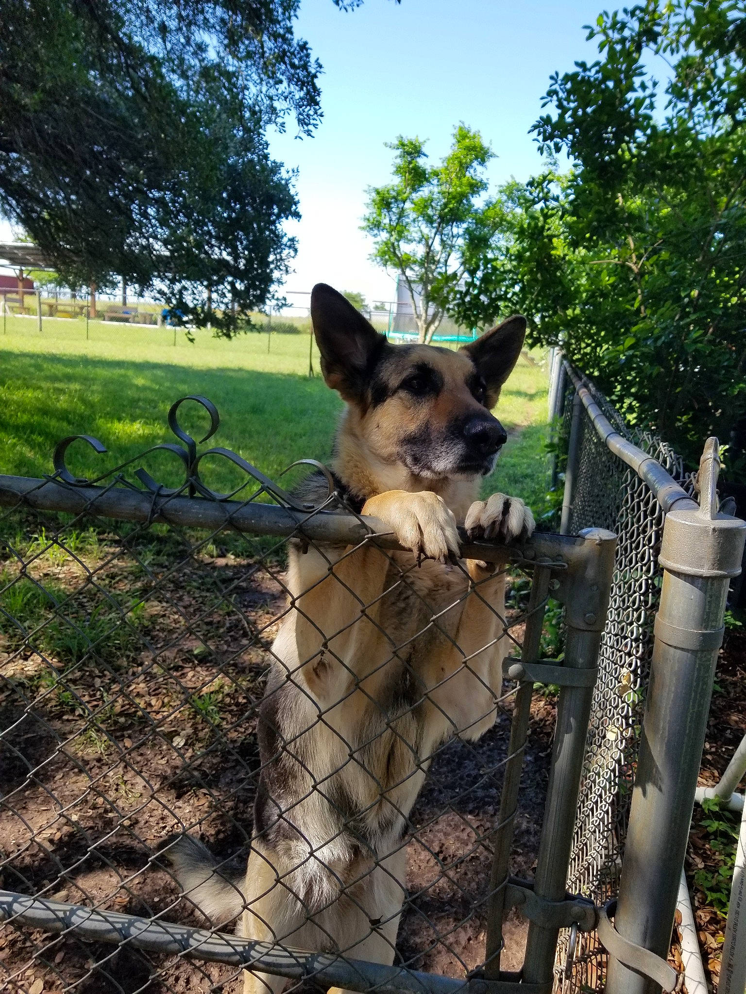 Sage joined the competition — help win amazing prizes! canidae, carnivore, dog, dog_breed, fawn, fence, german_shepherd_dog, plant, snout, wildlife, zoo