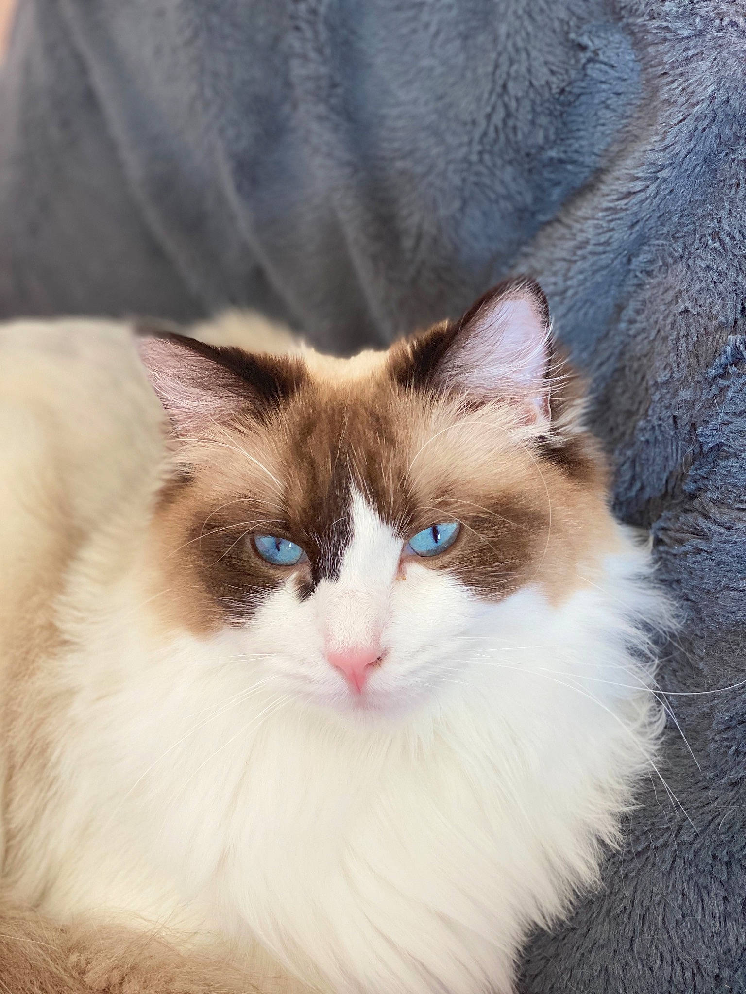 Picasso a rejoint le concours — aidez-le/la à gagner de superbes lots ! aegean_cat, asian_semi_longhair, birman, carnivore, cat, domestic_long_haired_cat, eye, felidae, fur, iris, kitten, mammal, norwegian_forest_cat, ojos_azules, ragamuffin, ragdoll, small_to_medium_sized_cats, snowshoe, vertebrate, whiskers