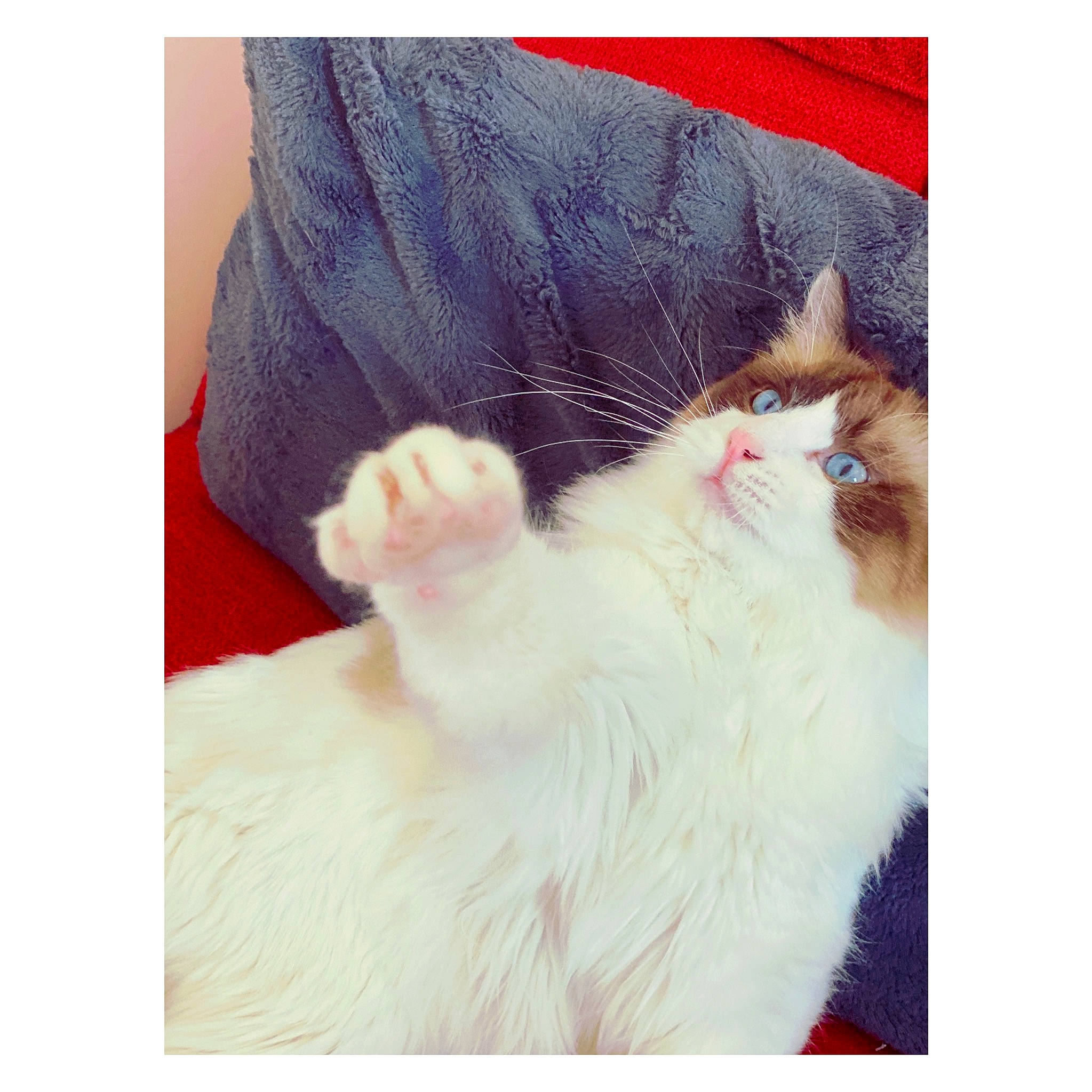 Picasso participe au concours pour gagner de l'argent avec cette photo : carnivore, cat, domestic_long_haired_cat, ear, felidae, fur, kitten, napoleon_cat, norwegian_forest_cat, photo_caption, photography, polydactyl_cat, ragdoll, selfie, small_to_medium_sized_cats, snapshot, tail, turkish_angora, turkish_van, whiskers