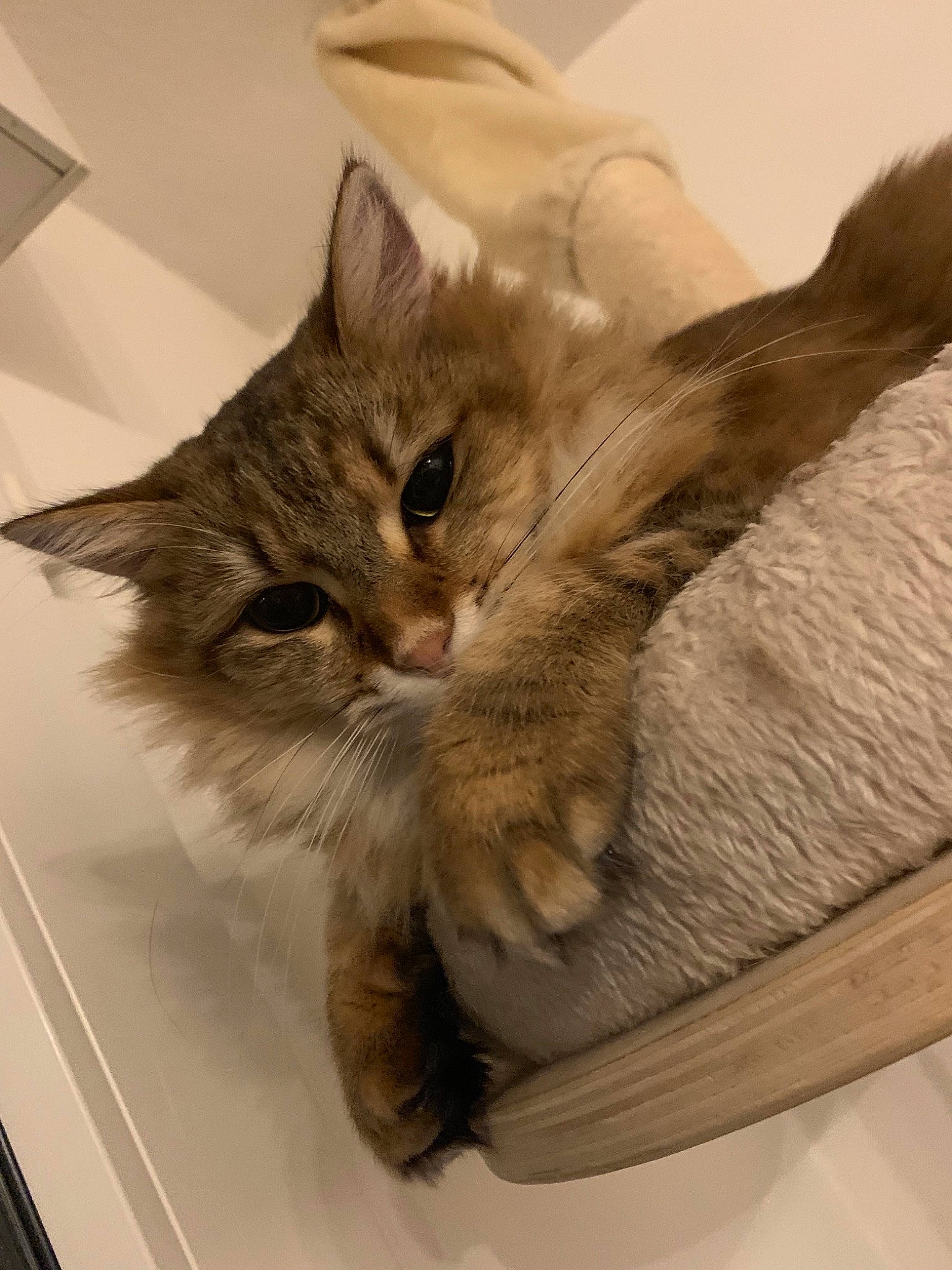 Opale a rejoint le concours — aidez-le/la à gagner de superbes lots ! aegean_cat, asian, australian_mist, carnivore, cat, domestic_long_haired_cat, domestic_short_haired_cat, dragon_li, european_shorthair, felidae, kitten, mammal, ojos_azules, oriental_longhair, pixie_bob, small_to_medium_sized_cats, snout, somali, tabby_cat, whiskers