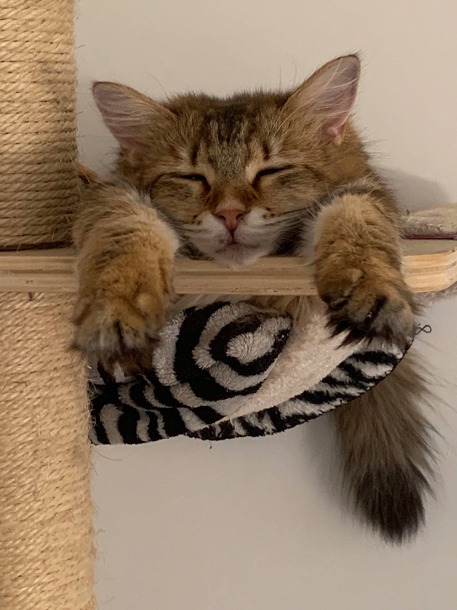 Opale participe au concours pour gagner de l'argent avec cette photo : american_shorthair, asian, california_spangled, carnivore, cat, domestic_short_haired_cat, dragon_li, european_shorthair, felidae, fur, kitten, maine_coon, mammal, norwegian_forest_cat, paw, pixie_bob, small_to_medium_sized_cats, somali, tabby_cat, whiskers