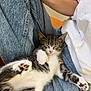 Dexter joined the competition — help win amazing prizes! kitten, cat, sleeping, paws, tabby, white_shirt, blue_jeans, hand, lap, indoor, cozy, relaxed, pet, animal, cute, feline, resting, comfort, soft, young_cat