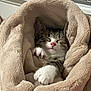 kitten, cat, sleeping, blanket, cozy, soft, paws, pink_nose, fur, resting, indoors, cute, pet, animal, snuggled, relaxed, warm, comfort, feline, wrapped
