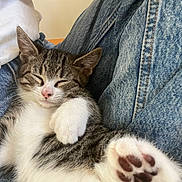 Dexter is registered to the contest to win money with this photo: kitten, cat, sleeping, paw, closeup, denim, lap, white_fur, striped_fur, pet, cozy, relaxed, cute, indoor, resting, young_cat, animal, feline, soft, comfort