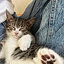 kitten, cat, sleeping, paw, closeup, denim, lap, white_fur, striped_fur, pet, cozy, relaxed, cute, indoor, resting, young_cat, animal, feline, soft, comfort