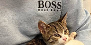 Dexter joined the competition — help win amazing prizes! kitten, cat, tabby, person, sweater, hug, cuddle, indoor, pet, animal, feline, cozy, comfort, clothing, blue, soft, cute, resting, young, domestic