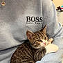 kitten, cat, tabby, person, sweater, hug, cuddle, indoor, pet, animal, feline, cozy, comfort, clothing, blue, soft, cute, resting, young, domestic