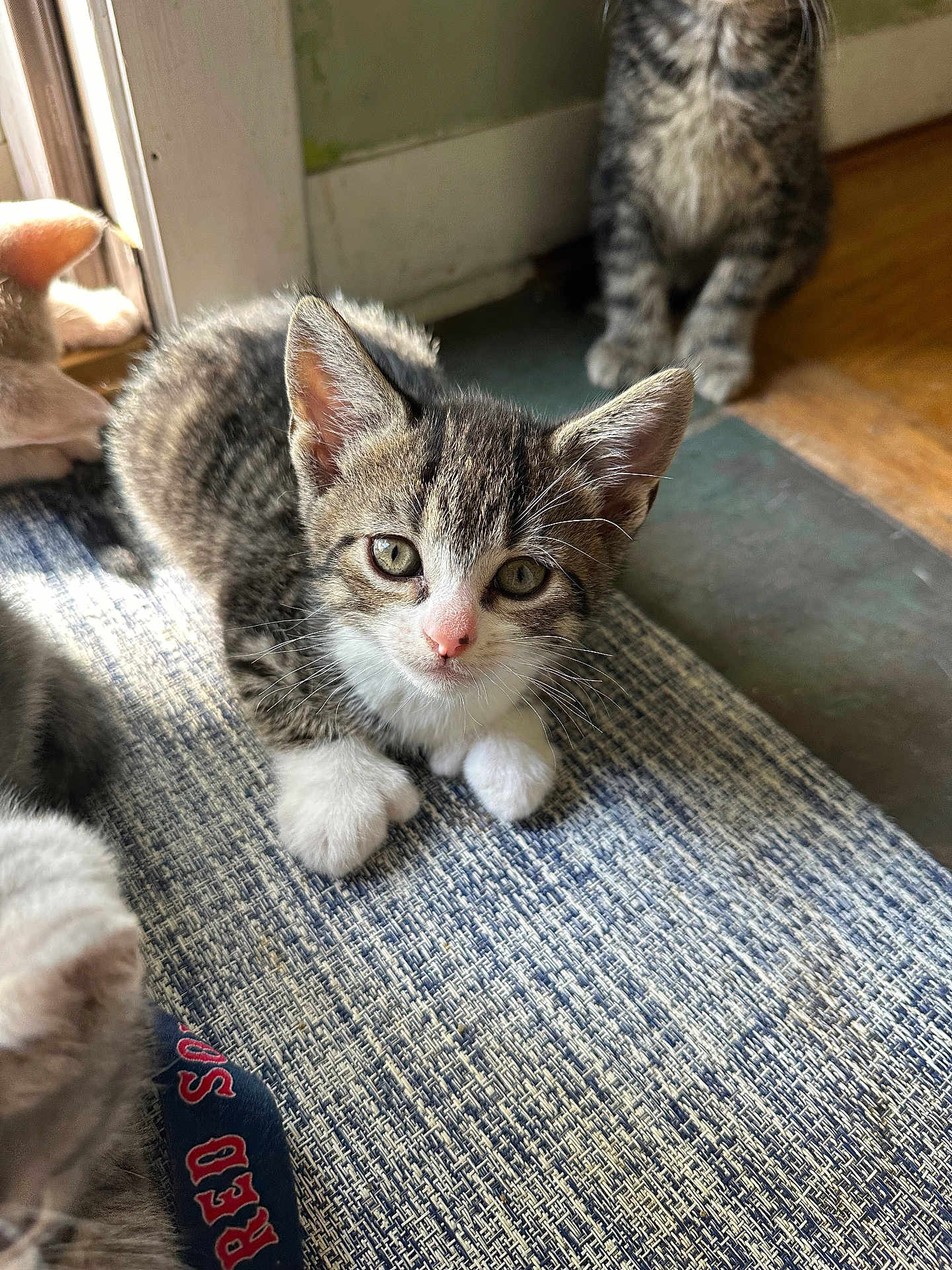 Dexter joined the competition — help win amazing prizes! kitten, cat, tabby, indoor, curious, paws, fur, eyes, floor, rug, texture, natural_light, animal, pet, whiskers, background, wood_floor, door, resting, companion
