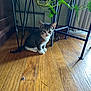 kitten, cat, tabby, indoor, wooden_floor, plant, plant_stand, green_leaves, curious, small, pet, animal, young, feline, floor, furniture, domestic, cute, sitting, indoor_plant