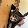 Dexter is registered to the contest to win money with this photo: kitten, cat, table, wood, pouch, paws, eyes, ears, fur, indoor, furniture, chair, cup, pink, curious, pet, animal, cozy, closeup, cute