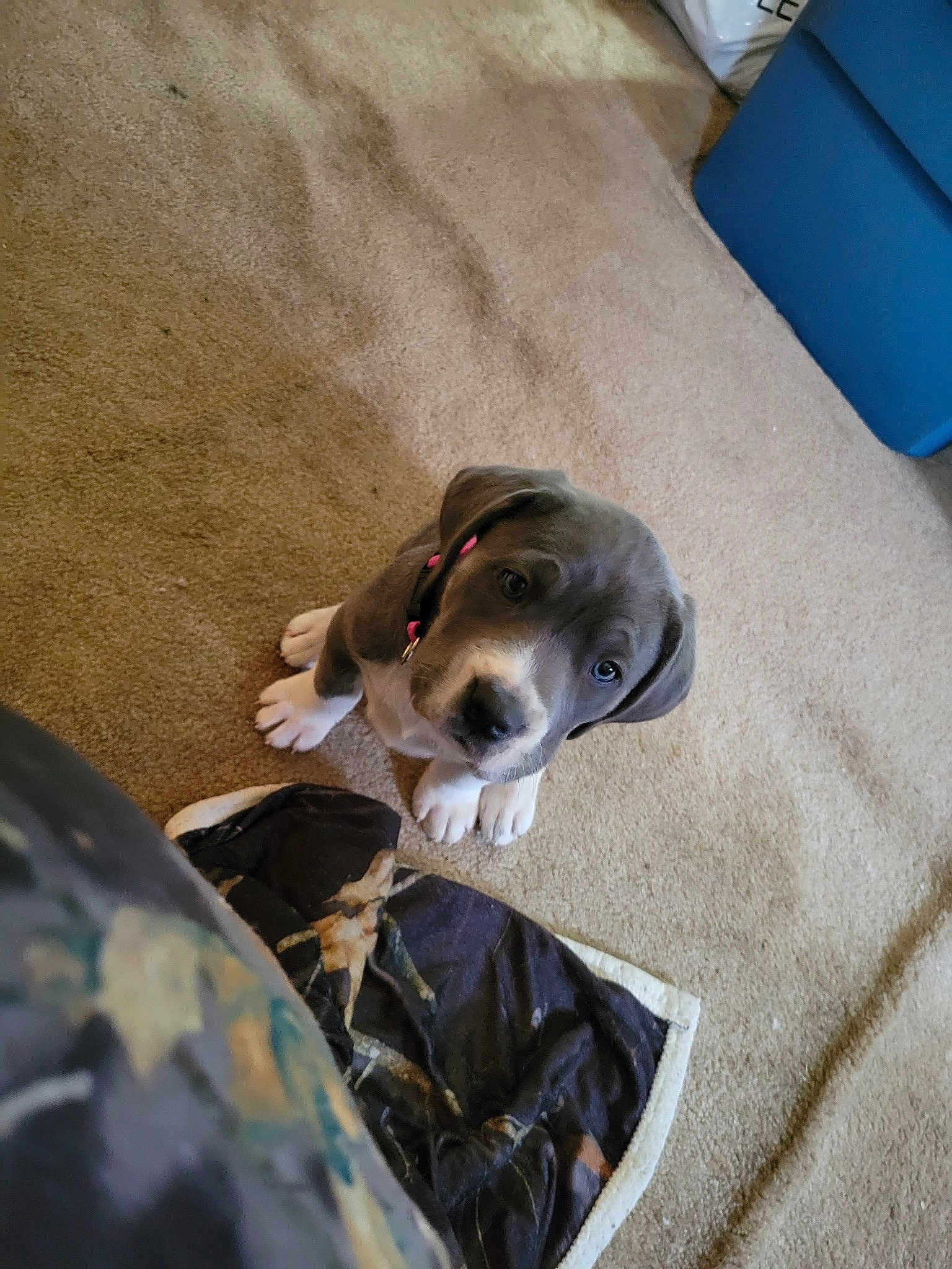 Sadie