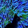 cat, silhouette, tv_screen, flowers, lavender, blue, backlit, vibrant, indoor, dark, shadow, foreground, plants, petals, display, television, profile, home, decorative, contrast