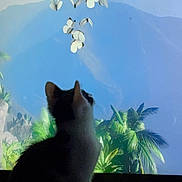 Loki joined the competition — help win amazing prizes! cat, kitten, silhouette, butterflies, tv_screen, tropical_background, palm_trees, mountains, plants, indoor, pet, curious, looking_up, shadow, display, contrast, night, sitting, nature_scene, animal