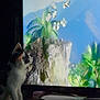 Loki is registered to the contest to win money with this photo: cat, kitten, tv_screen, butterflies, indoor, silhouette, palm_tree, rock, mountains, plant, desk, papers, monitor, pet, curiosity, looking_up, low_light, shadow, tropical_scene, animal_face