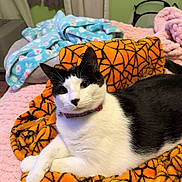 Basil joined the competition — help win amazing prizes! cat, black_and_white, feline, pet, blanket, orange_blanket, pattern, spiderweb_pattern, cozy, indoor, relaxed, fur, collar, animal, resting, comfort, bed, soft, cute, domestic_animal