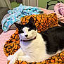 cat, black_and_white, feline, pet, blanket, orange_blanket, pattern, spiderweb_pattern, cozy, indoor, relaxed, fur, collar, animal, resting, comfort, bed, soft, cute, domestic_animal