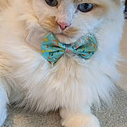 Joshua is registered to the contest to win money with this photo: cat, fluffy, blue_eyes, bow_tie, carpet, close_up, indoor, pet, cute, relaxed, white_fur, cream_fur, animal, mammal, feline, portrait, domestic_cat, whiskers, paw, decorative_accessory