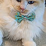cat, fluffy, blue_eyes, bow_tie, carpet, close_up, indoor, pet, cute, relaxed, white_fur, cream_fur, animal, mammal, feline, portrait, domestic_cat, whiskers, paw, decorative_accessory