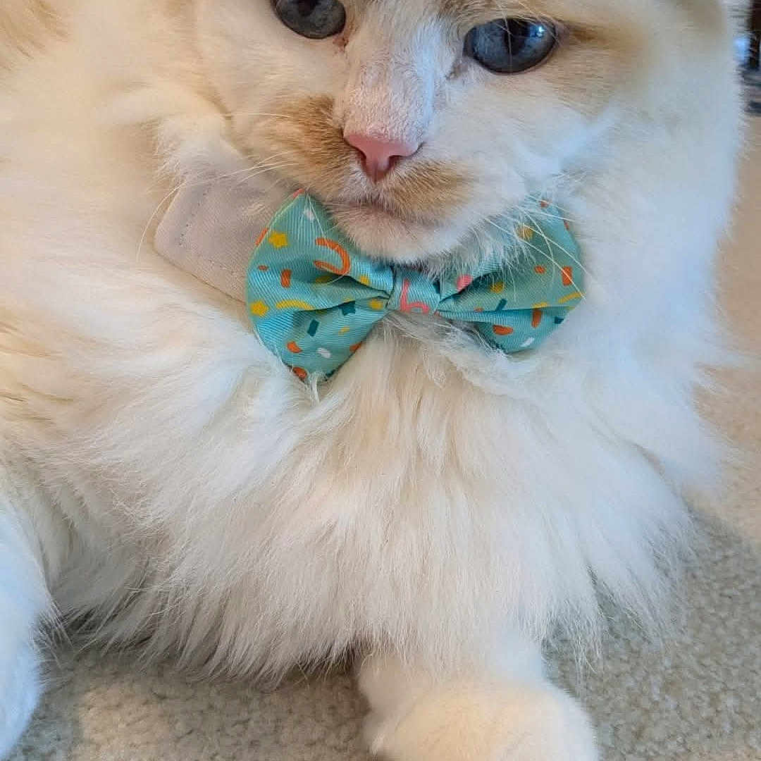 Joshua is registered to the contest to win money with this photo: animal, blue_eyes, bow_tie, carpet, cat, close_up, cream_fur, cute, decorative_accessory, domestic_cat, feline, fluffy, indoor, mammal, paw, pet, portrait, relaxed, whiskers, white_fur